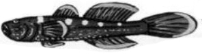Didogobius schlieweri